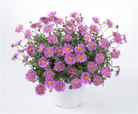 Swan River Daisy Hot Candy (Brachyscome angustifolia)