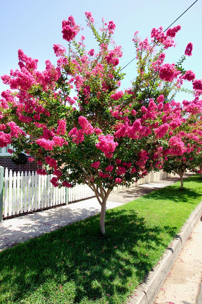 Crepe Myrtle Bush Form x fauriei Tonto (Lagerstroemia indica) - Ladybird Nursery