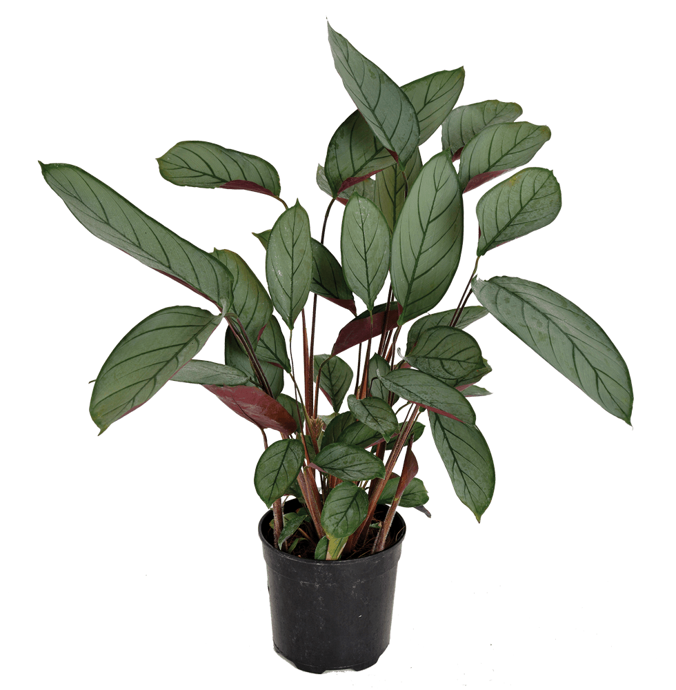 Ctenanthe (Ctenanthe setosa)