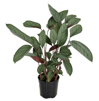 Ctenanthe (Ctenanthe setosa) - Ladybird Nursery