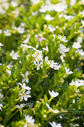 Cuphea White (Cuphea mexicana)