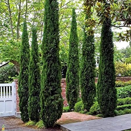Italian Cypress Glauca (Cupressus sempervirens) - Ladybird Nursery