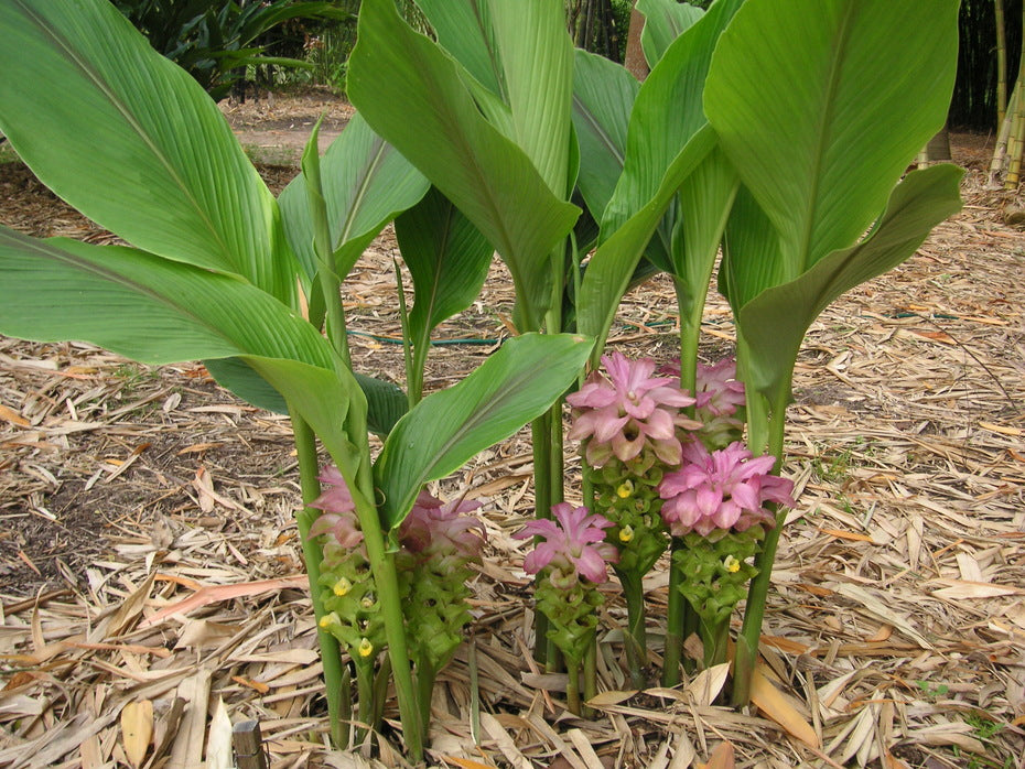Cape York Lily (Curcuma australasica)
