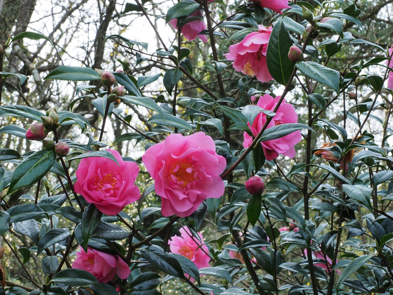 Camellia Mary Phoebe Taylor (Camellia japonica)