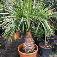 Cabbage Palm (Livistona australis)