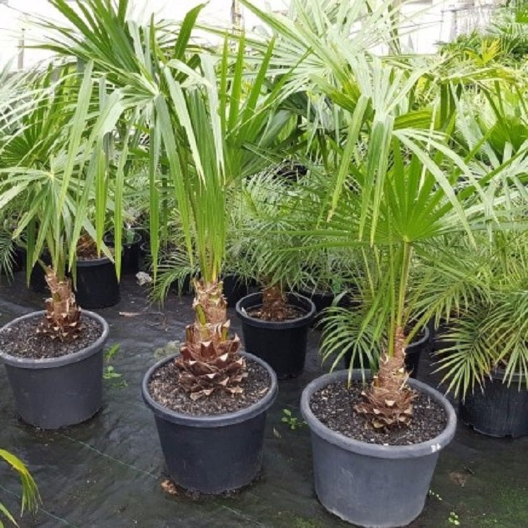 Cabbage Palm (Livistona australis)