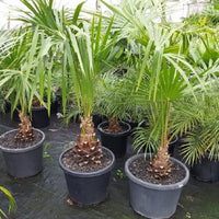 Cabbage Palm (Livistona australis)