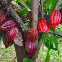 Cacao 'Trinitario'