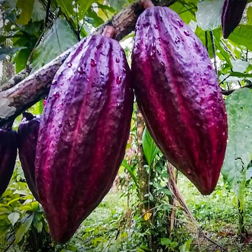Cacao 'Trinitario'