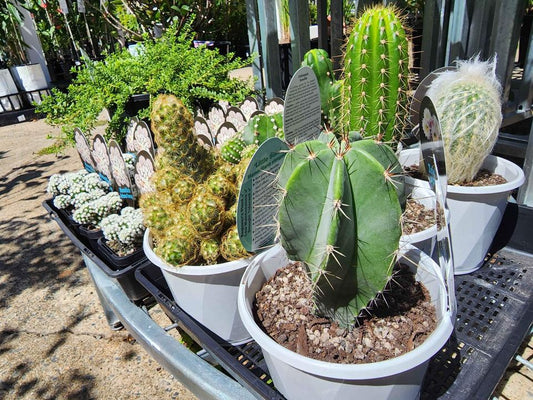 Cacti, unusual types
