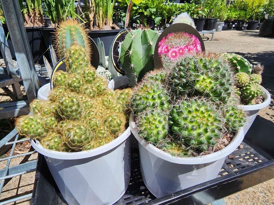 Cacti (Assorted) - Ladybird Nursery