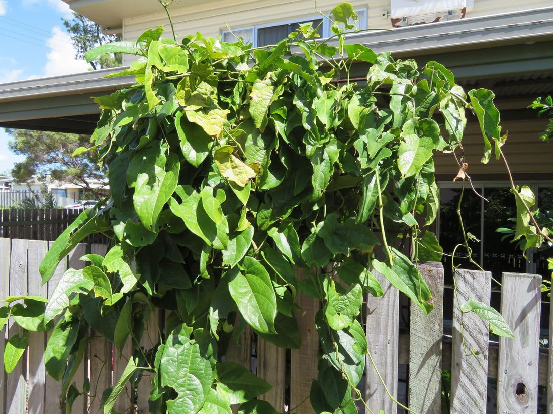 Cairns Birdwing Butterfly Vine (Aristolochia tagala) - Ladybird Nursery