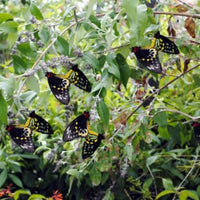 Cairns Birdwing Butterfly Vine (Aristolochia tagala) - Ladybird Nursery