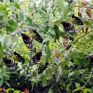 Cairns Birdwing Butterfly Vine (Aristolochia tagala) - Ladybird Nursery