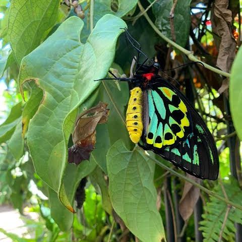 Cairns Birdwing Butterfly Vine (Aristolochia tagala) - Ladybird Nursery