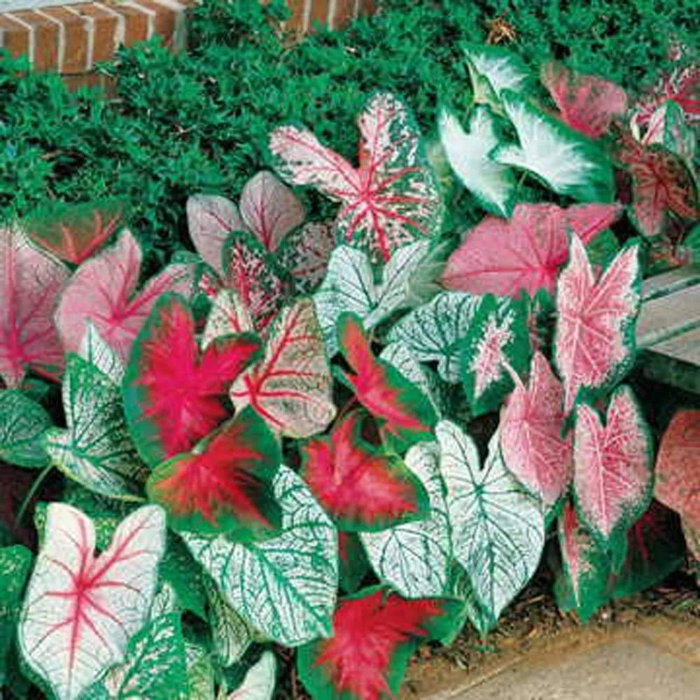 Caladium Assorted (Caladium spp.) - Ladybird Nursery