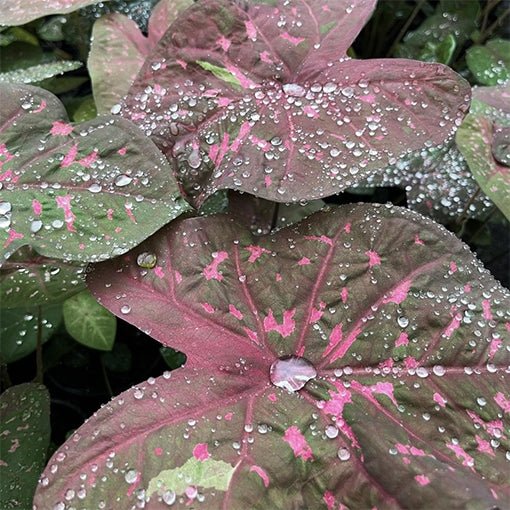 Caladium Raspberry Ripple Plant – Buy Now! – Ladybird Nursery