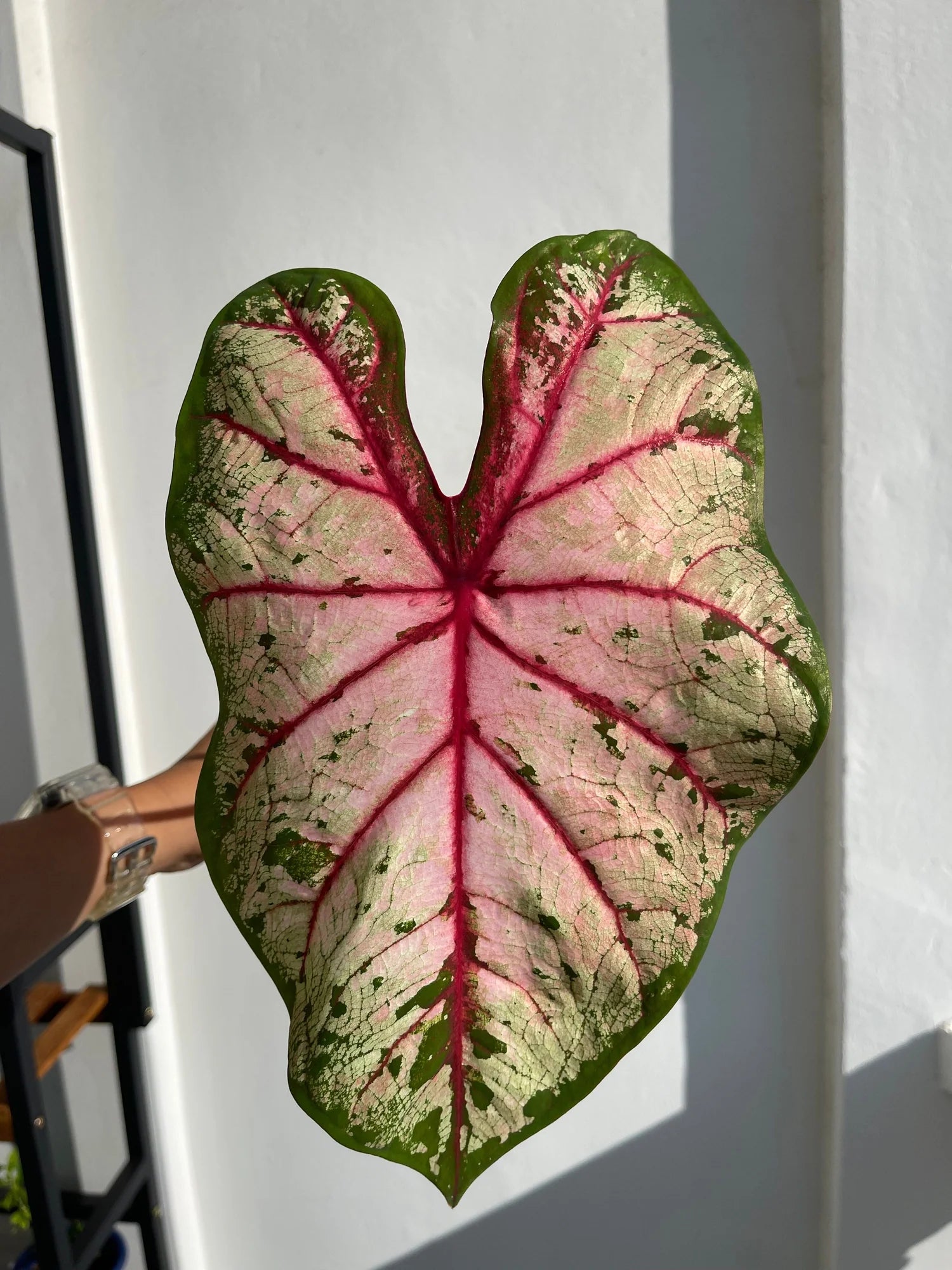 Caladium Apple Blossom (Caladium) - Ladybird Nursery