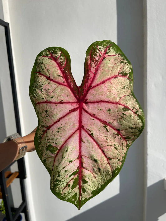 Caladium Apple Blossom (Caladium)