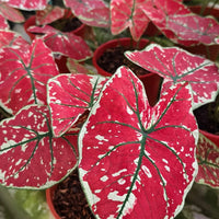 Caladium 'Fire Phoenix' - Ladybird Nursery