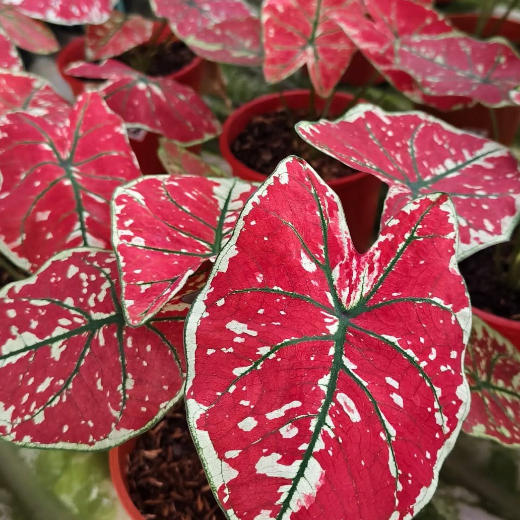 Caladium 'Fire Phoenix' - Ladybird Nursery