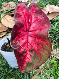 Caladium Lava Flame (Caladium) - Ladybird Nursery