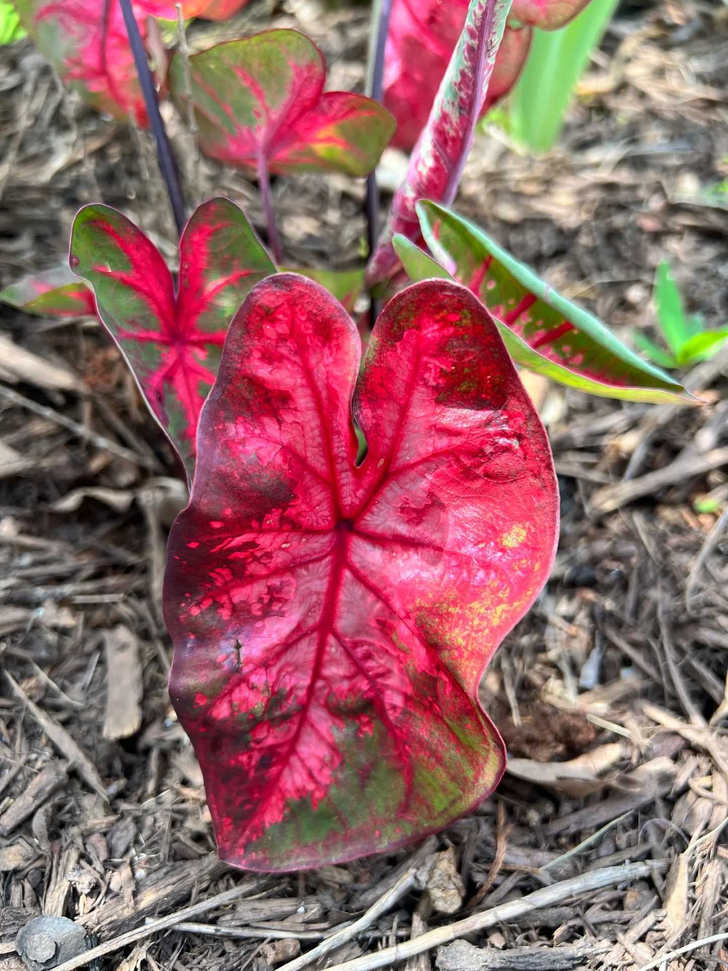 Caladium Lava Flame (Caladium)