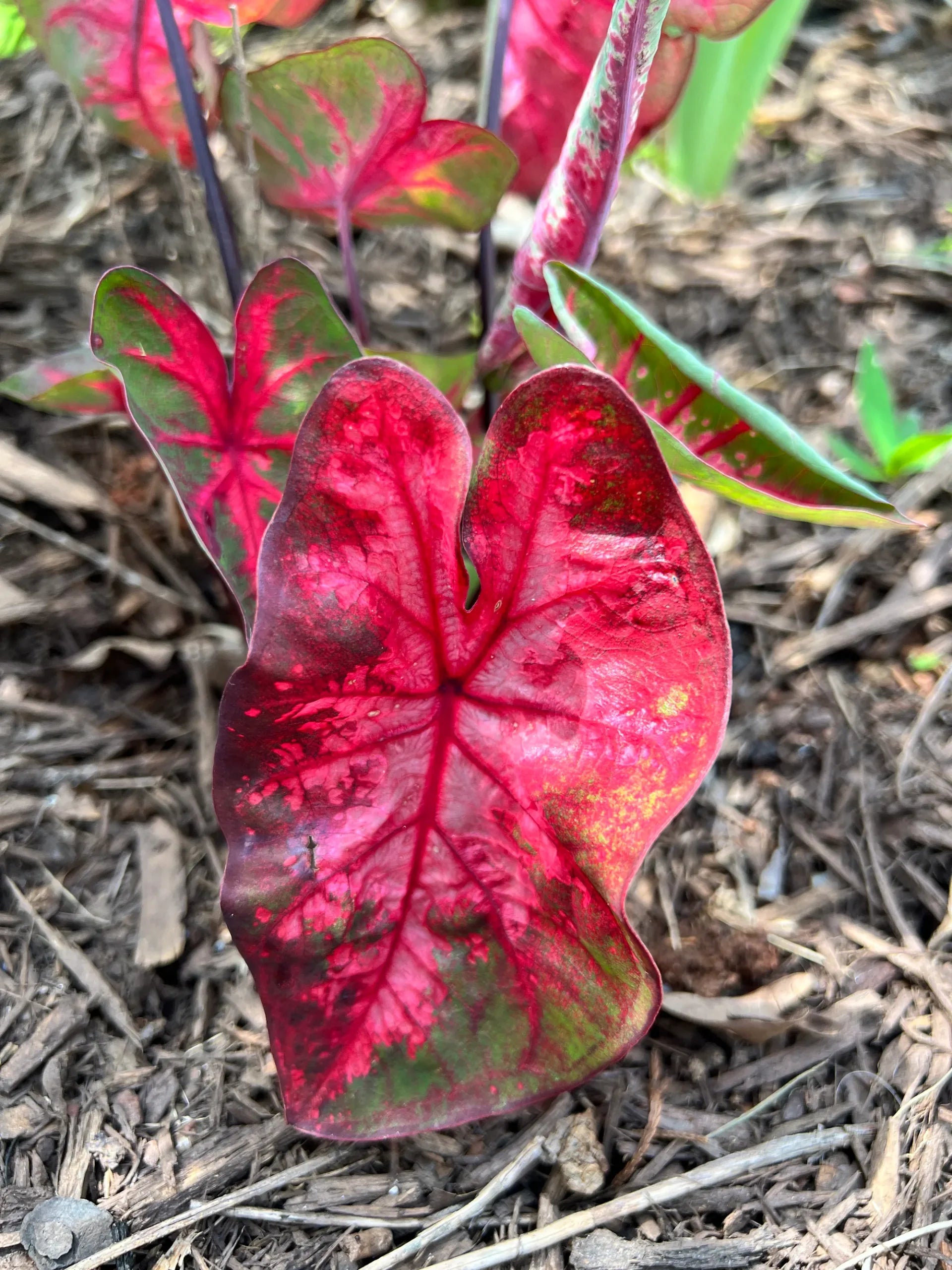 Caladium Lava Flame (Caladium) - Ladybird Nursery