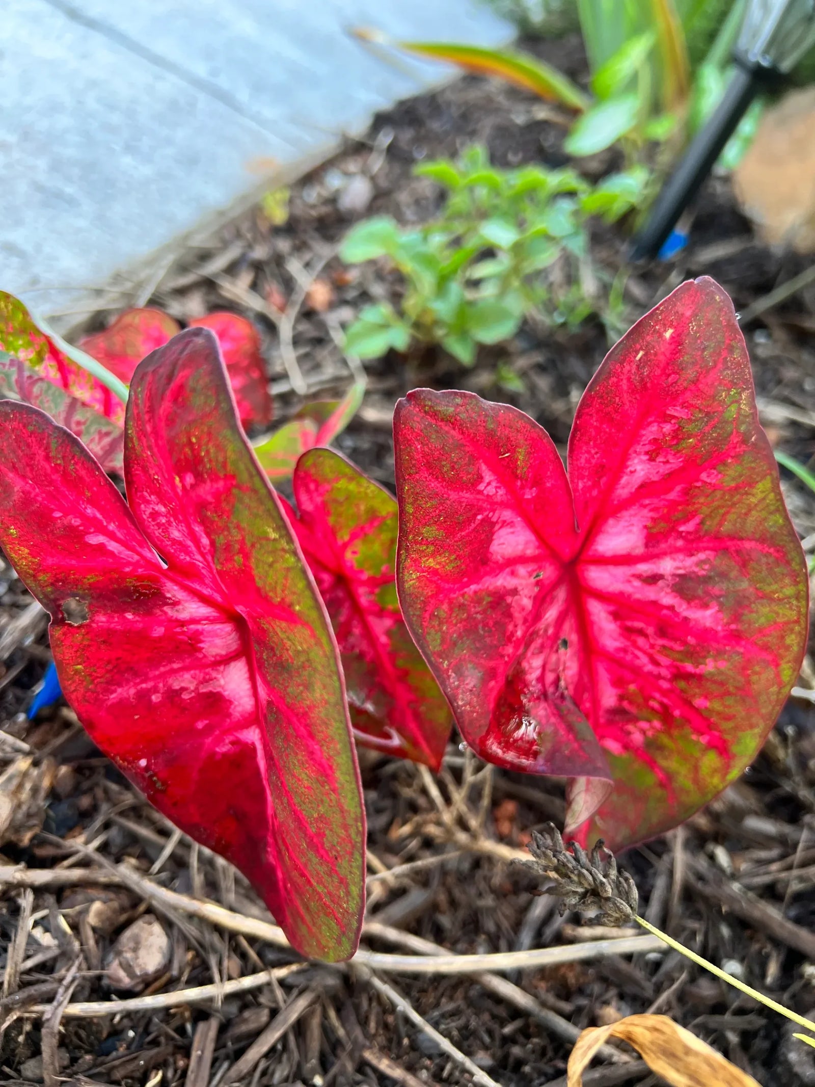 Caladium Lava Flame (Caladium) - Ladybird Nursery