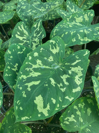 Caladium praetermissum 'Hilo Beauty' - Ladybird Nursery