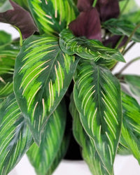 Prayer Plant Beautiful Star (Calathea) - Ladybird Nursery