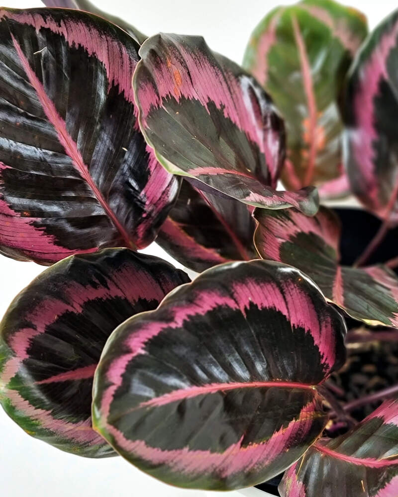 Prayer Plant Dottie (Calathea roseopicta)