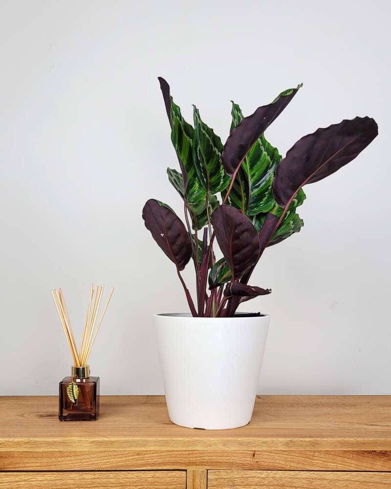 Prayer Plant Illustris (Calathea roseopicta) - Ladybird Nursery