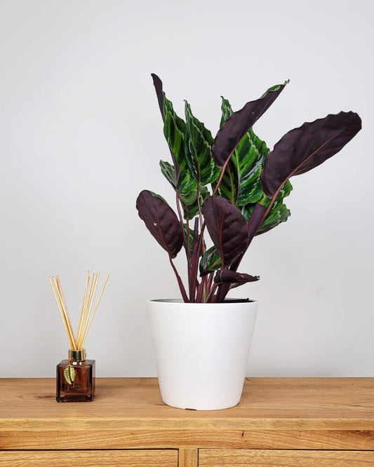 Prayer Plant Illustris (Calathea roseopicta)