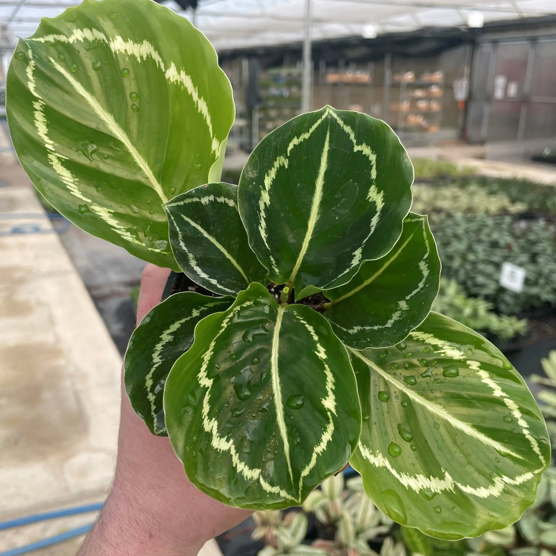 Prayer Plant (Calathea Julia) - Ladybird Nursery