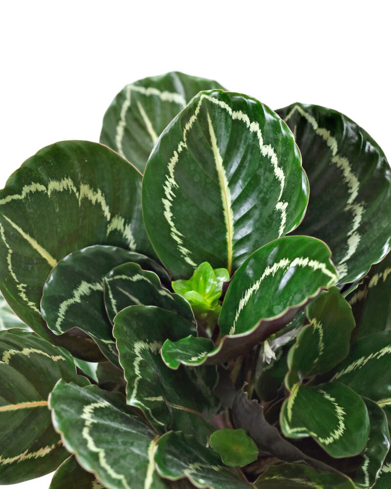 Prayer Plant Jungle Rose (Calathea Jungle)