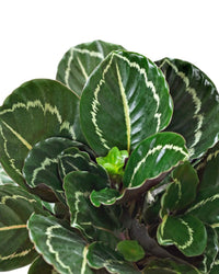 Prayer Plant Jungle Rose (Calathea Jungle) - Ladybird Nursery