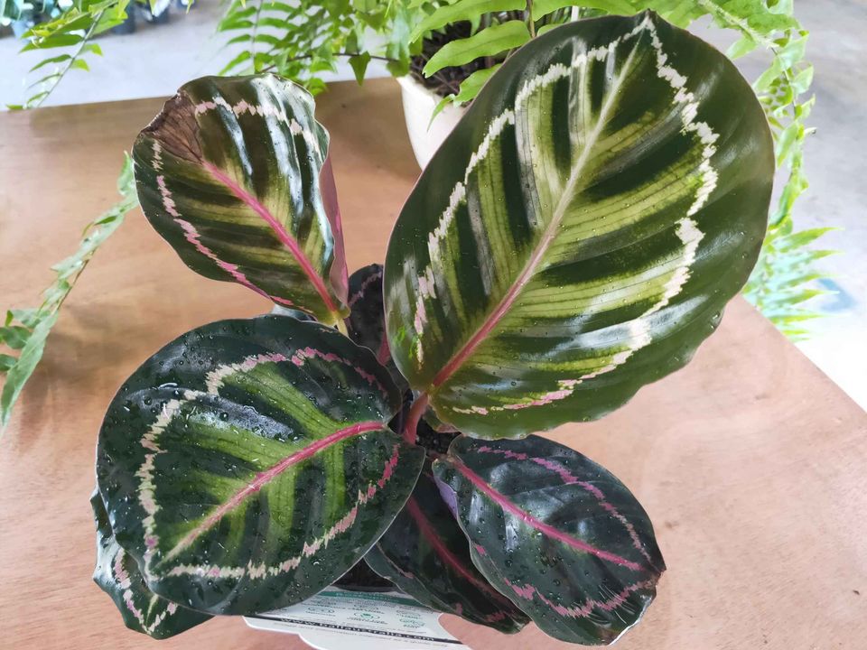 Calathea Riseopicta - Ladybird Nursery