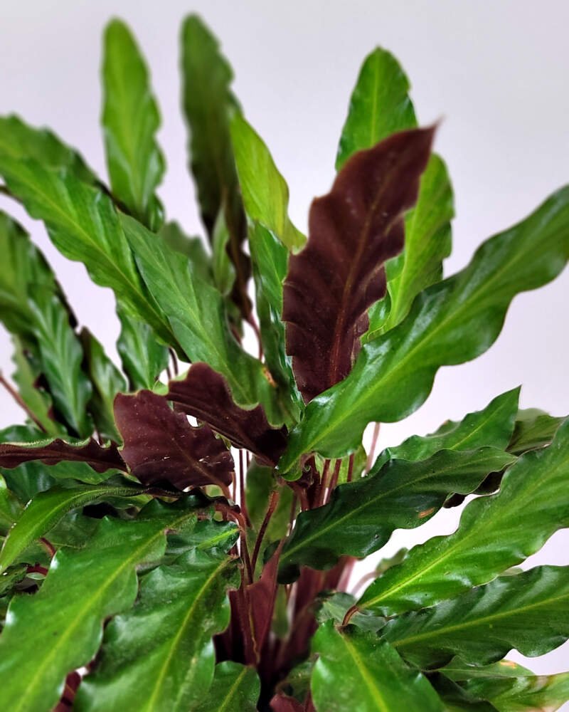 Prayer Plant (Calathea rufibarba) - Ladybird Nursery