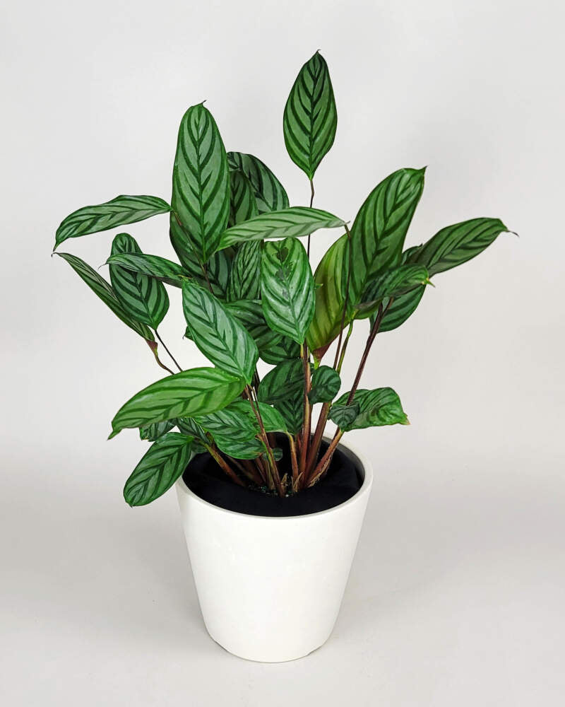Prayer Plant (Calathea exotica)