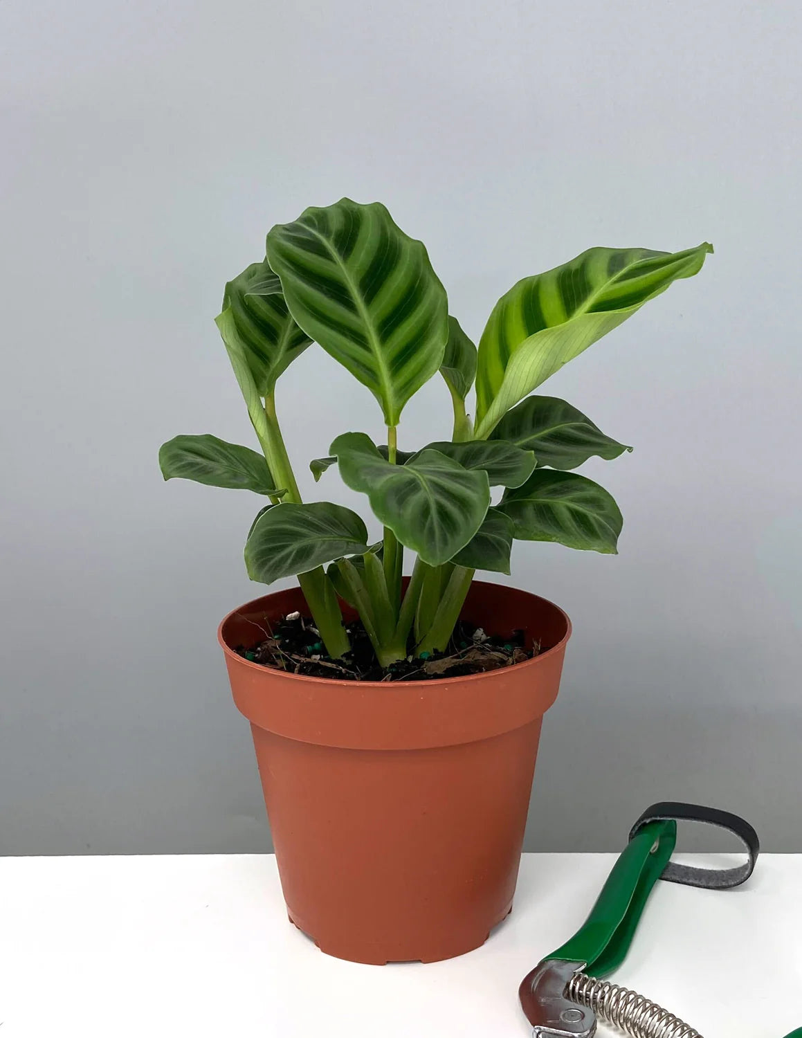 Prayer Plant (Calathea zebrina)