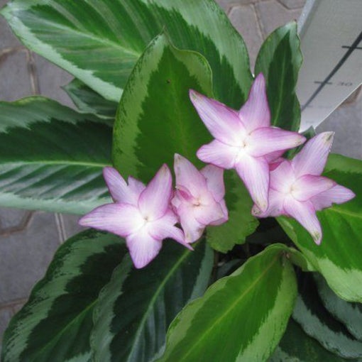 Prayer Plant Bicajoux Pink (Calathea Bicajoux)