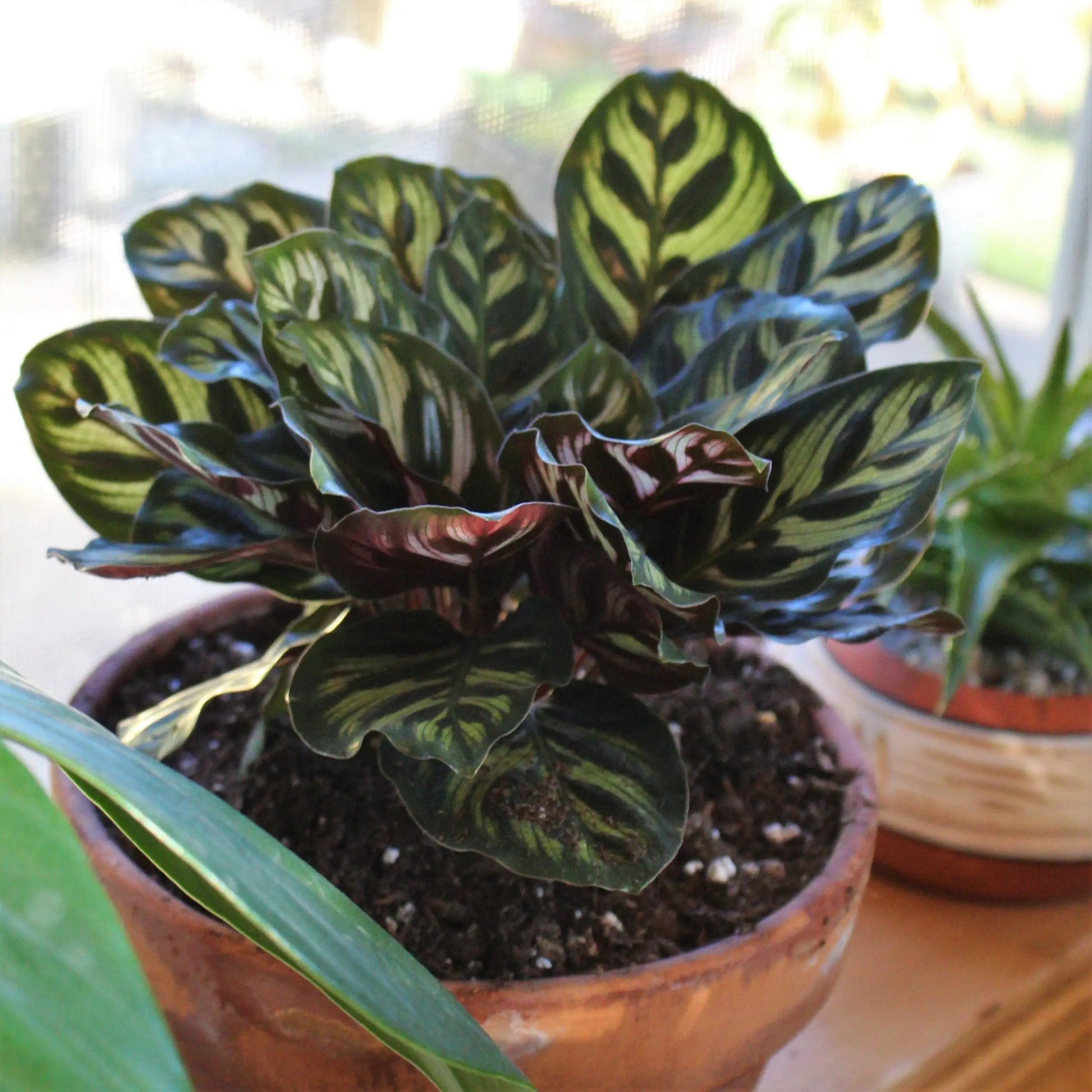 Prayer Plant (Calathea makoyana)