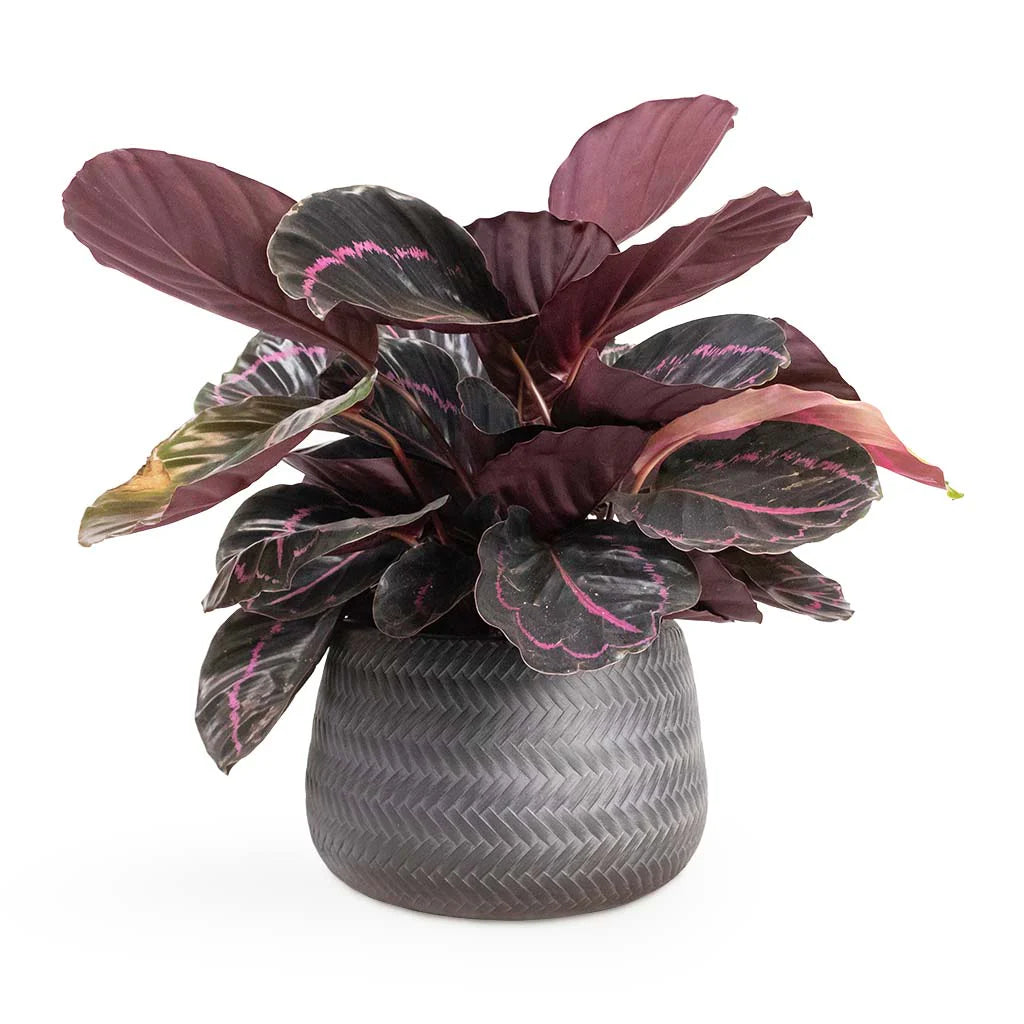 Prayer Plant Dottie (Calathea roseopicta)