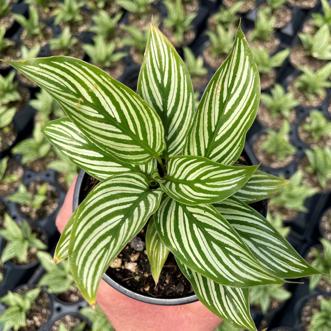 Prayer Plant Vitata (Calathea elliptica) - Ladybird Nursery