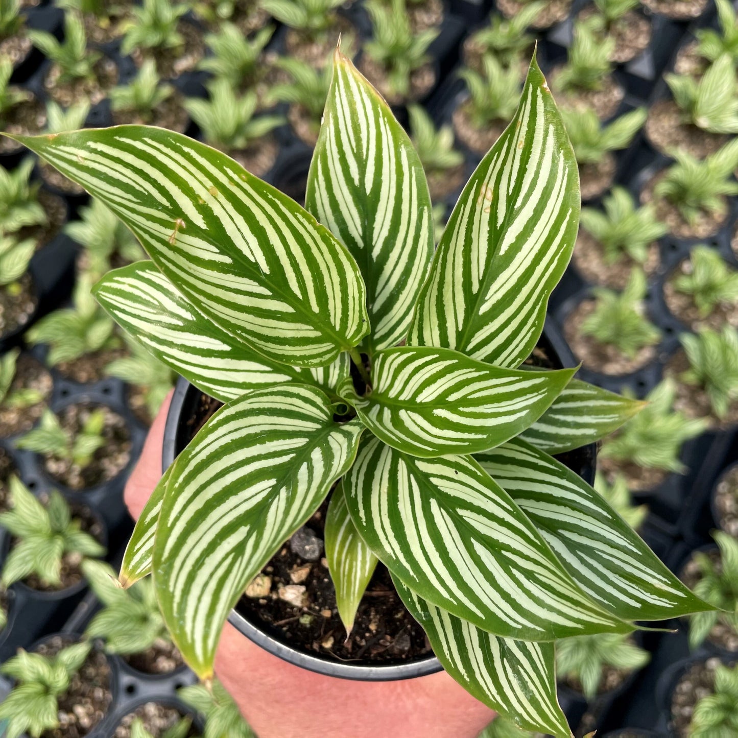 Prayer Plant Vitata (Calathea elliptica)
