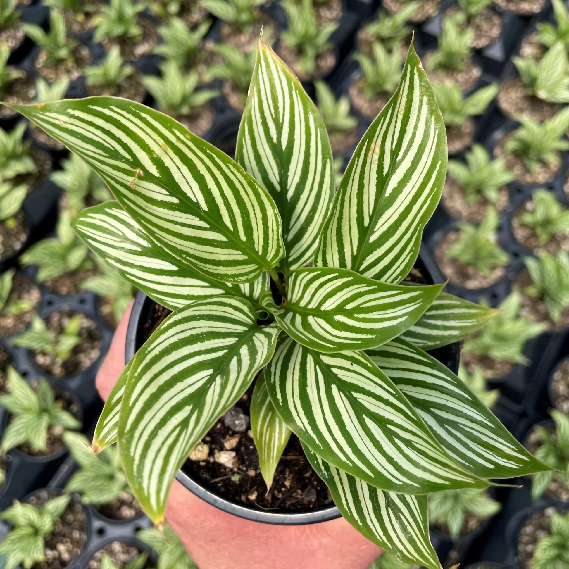 Prayer Plant Vitata (Calathea elliptica)