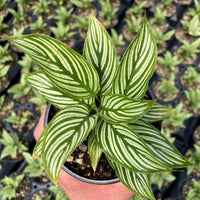 Prayer Plant Vitata (Calathea elliptica) - Ladybird Nursery