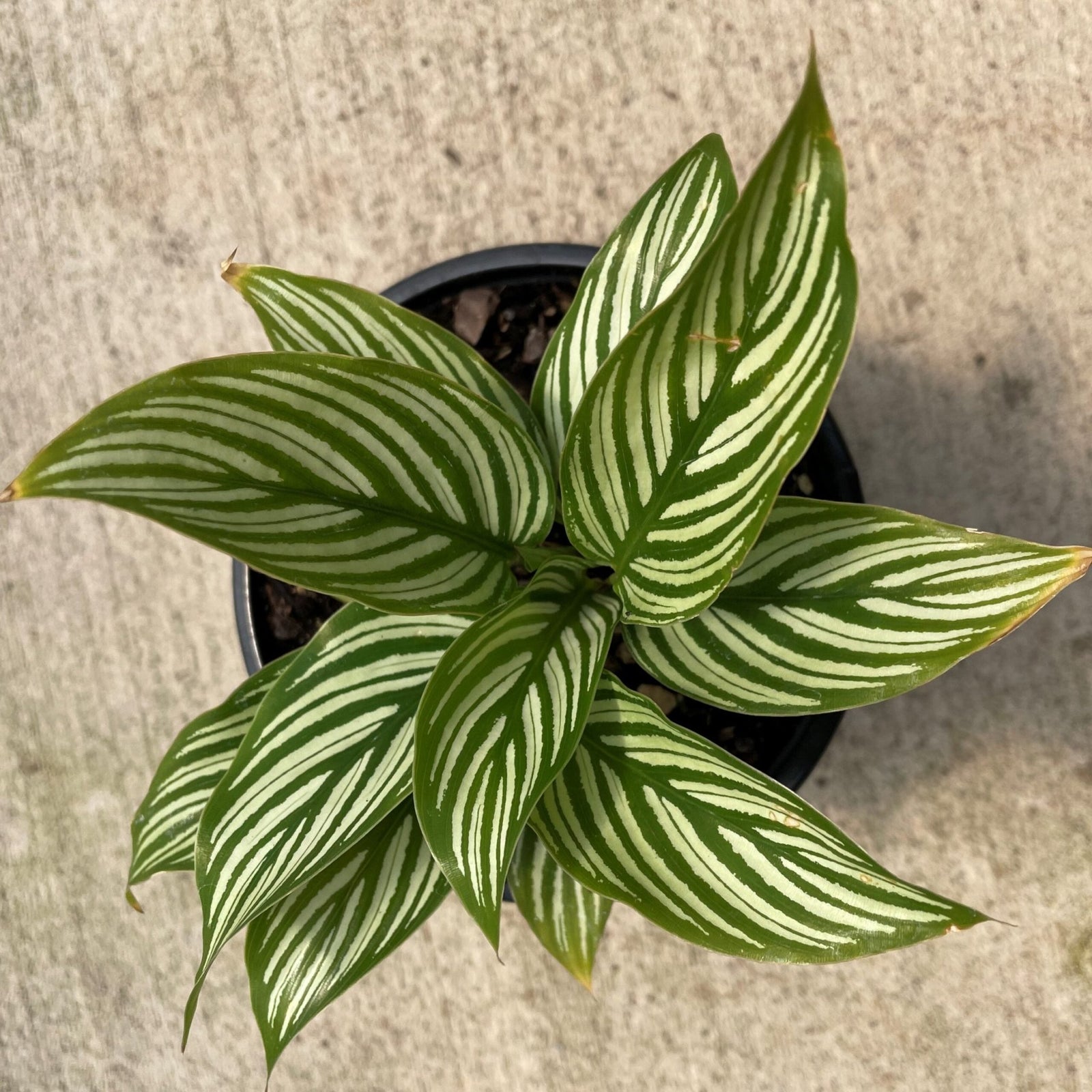Prayer Plant Vitata (Calathea elliptica) - Ladybird Nursery