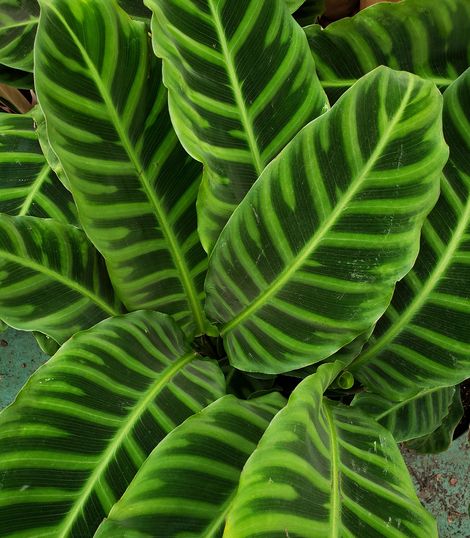Prayer Plant (Calathea zebrina)